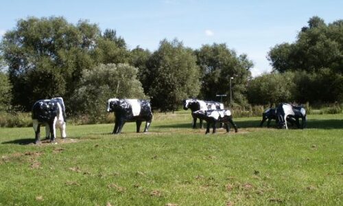 Milton Keynes vaches